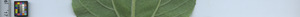 leafstrip