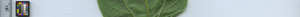 leafstrip