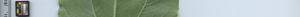 leafstrip