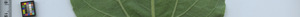 leafstrip