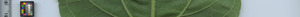 leafstrip