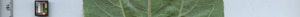 leafstrip