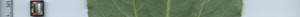 leafstrip