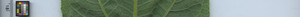 leafstrip