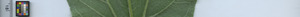 leafstrip