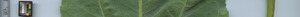 leafstrip