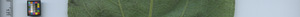 leafstrip