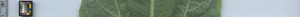 leafstrip