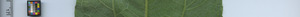 leafstrip