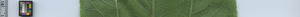 leafstrip