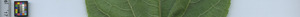 leafstrip