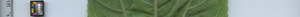 leafstrip