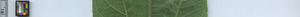 leafstrip