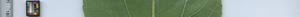 leafstrip