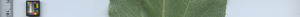 leafstrip