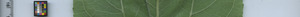 leafstrip