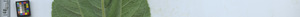 leafstrip