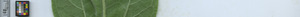 leafstrip