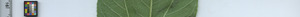 leafstrip