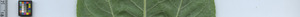 leafstrip