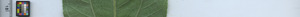 leafstrip