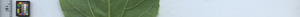 leafstrip