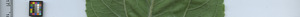 leafstrip
