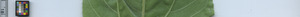 leafstrip