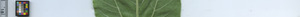 leafstrip