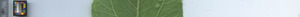 leafstrip