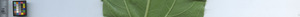 leafstrip