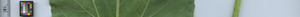 leafstrip