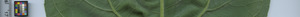 leafstrip