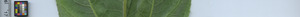 leafstrip