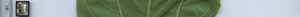 leafstrip