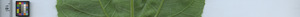 leafstrip