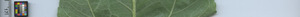 leafstrip