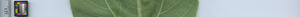 leafstrip