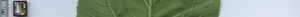 leafstrip