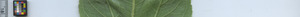 leafstrip