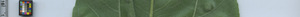 leafstrip