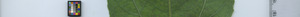 leafstrip