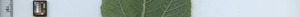 leafstrip