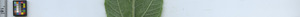 leafstrip