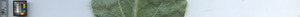 leafstrip