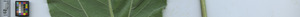 leafstrip