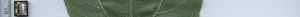 leafstrip