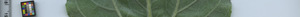 leafstrip