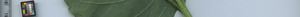 leafstrip