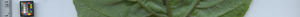 leafstrip
